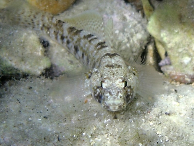 Primi sentori di Gobius bucchichi e Gobius incognitus ante 2016